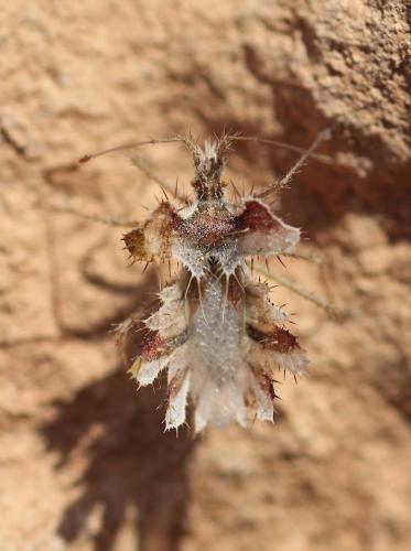 Réf. 263 135 : Phyllomorpha laciniata